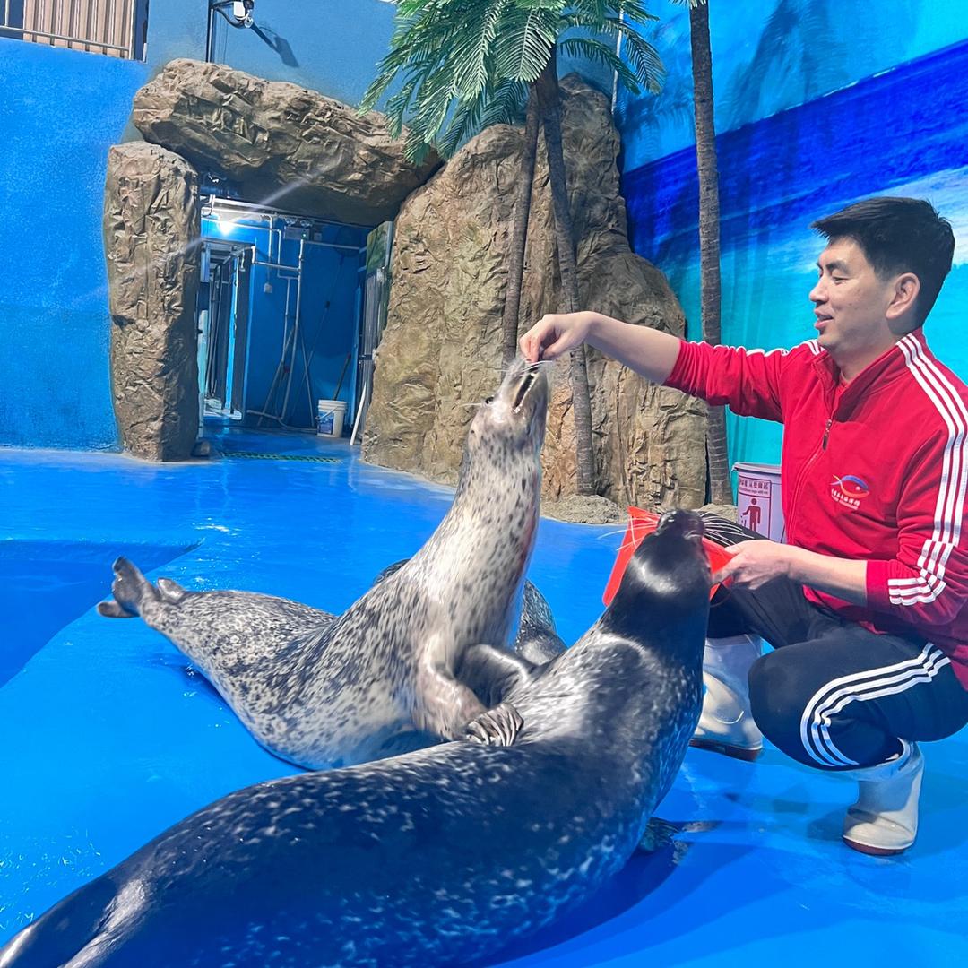 乌鲁木齐海洋馆～小海豹奶爸🦭