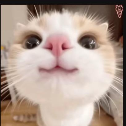小小
