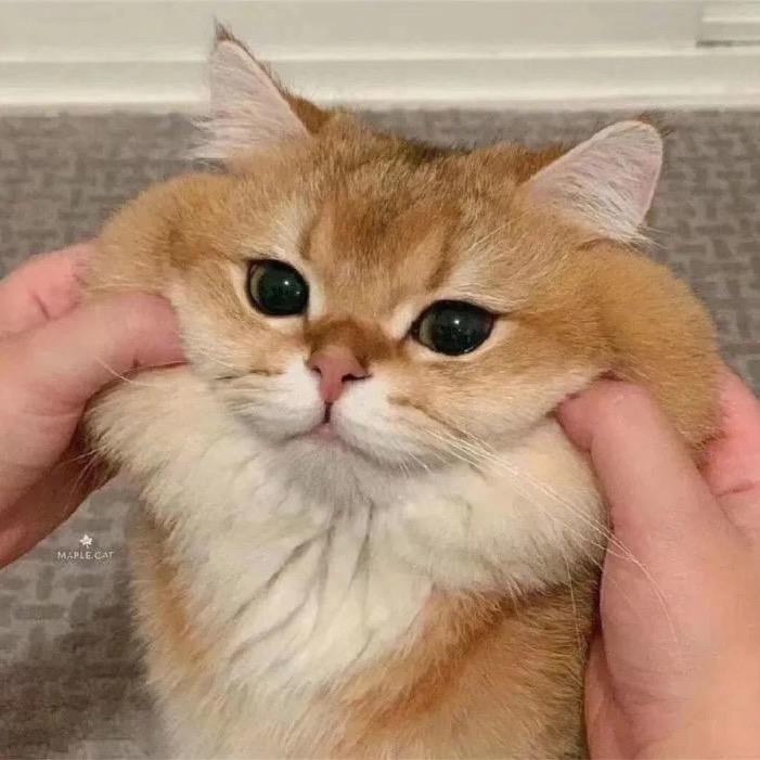 王之四