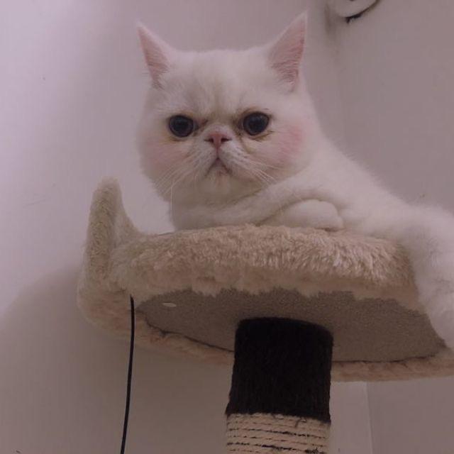 红鲤鱼与绿鲤鱼与驴爱吃辣条