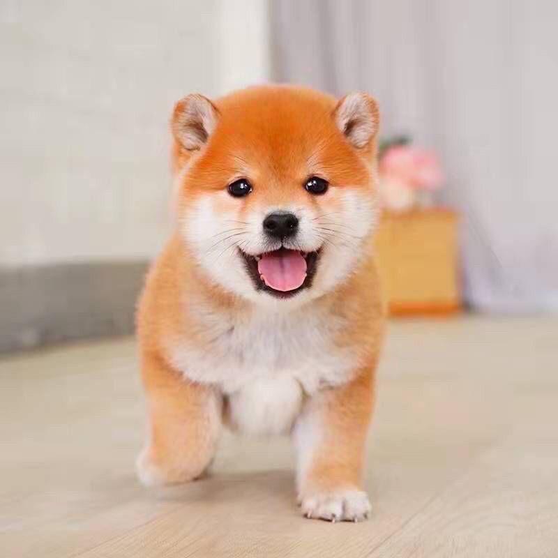 阿华宠坊