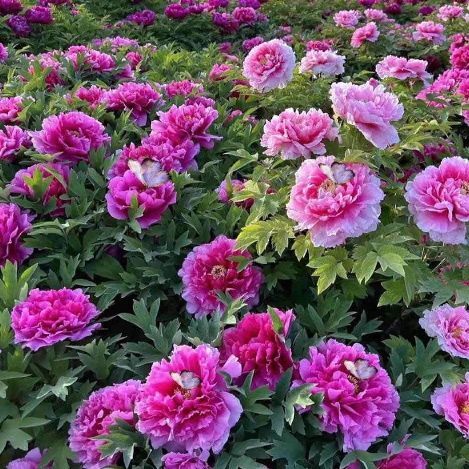 菏泽盛威牡丹