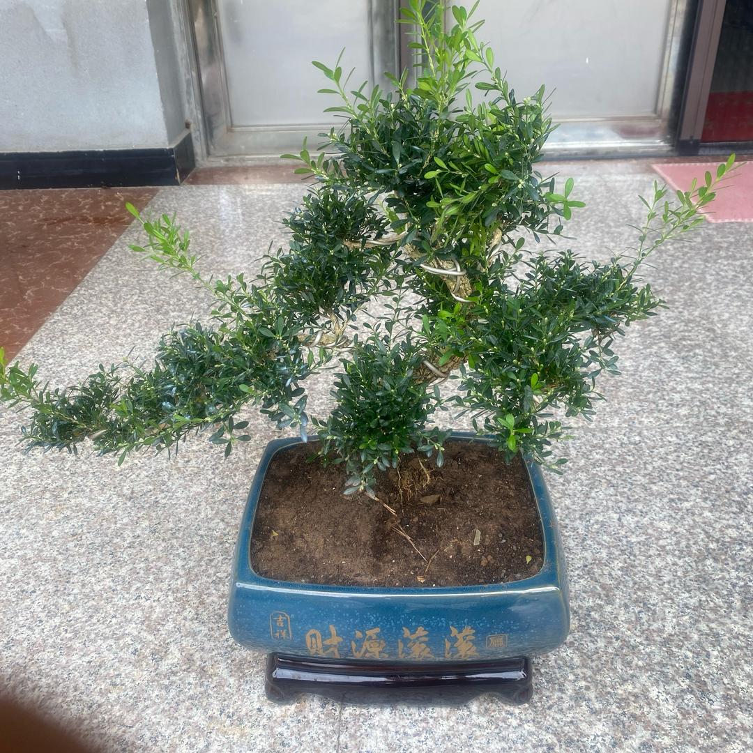 春天
