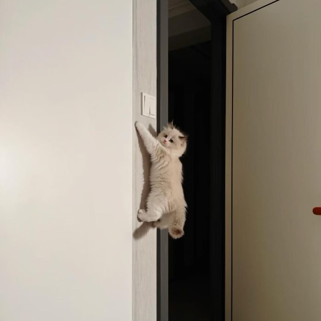 妞妞🐱
