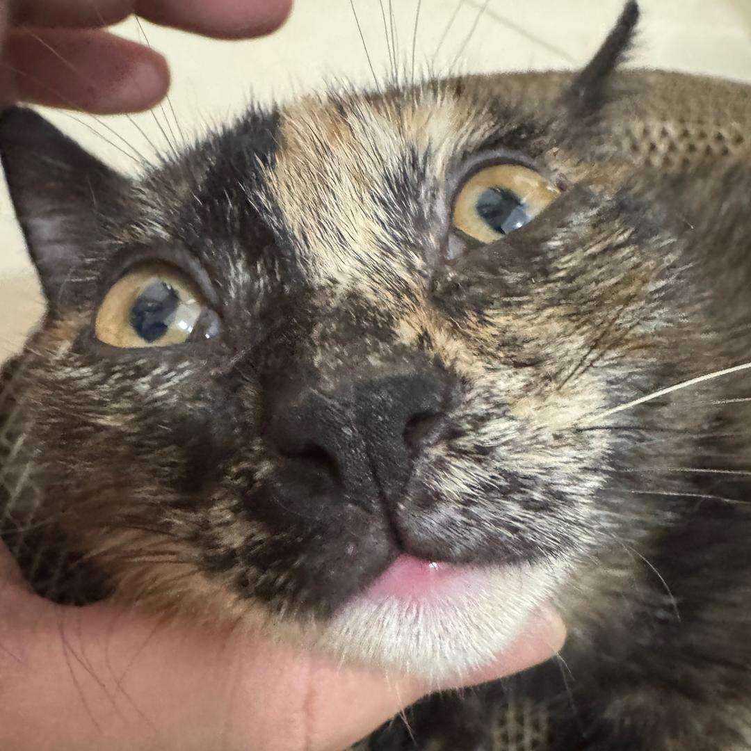 老猫猫猫猫头像