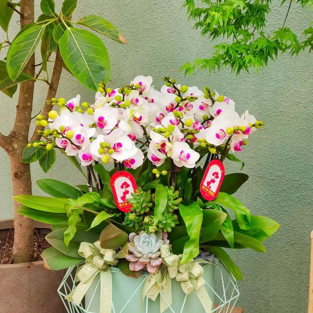 舒瑶花卉【蝴蝶兰】