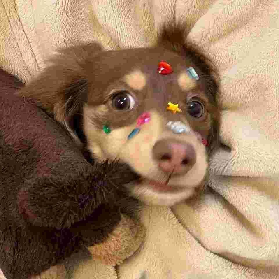 出了名的拽