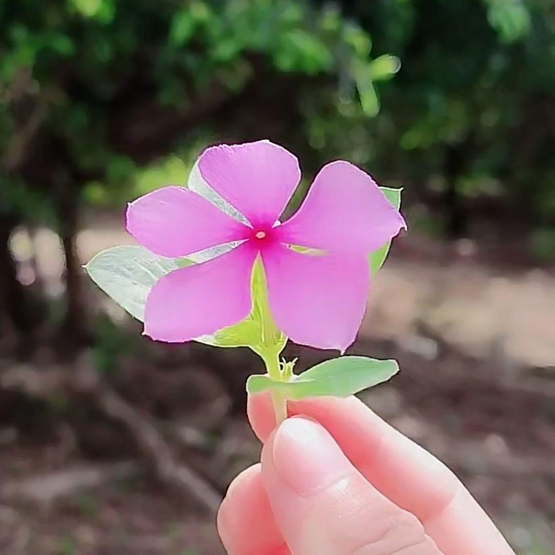 飞凡