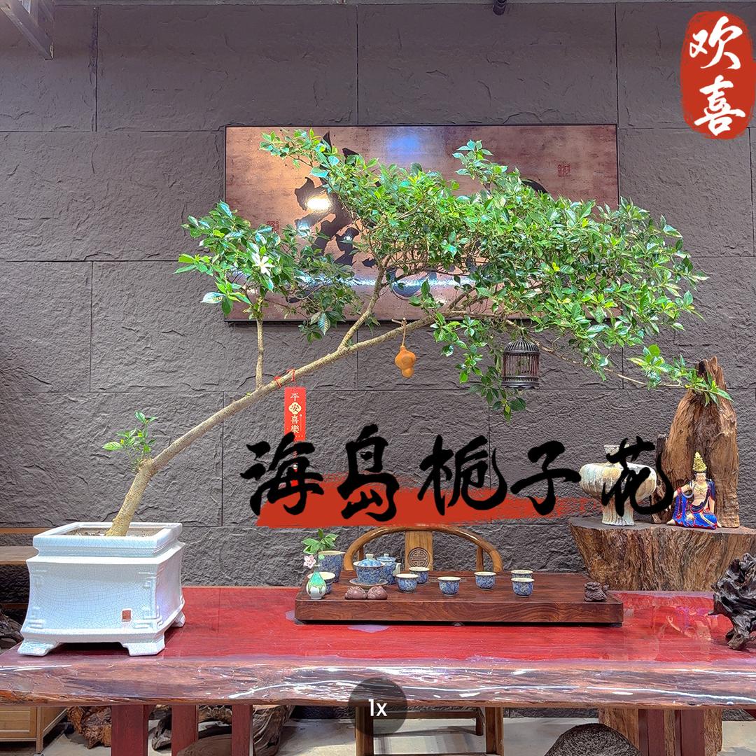 植与你精品盆景