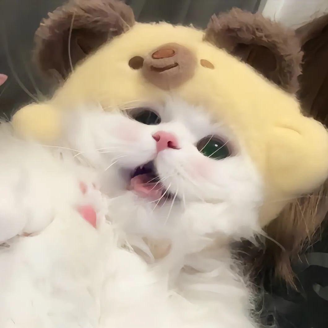 在家看着猫咪追剧的琳琳