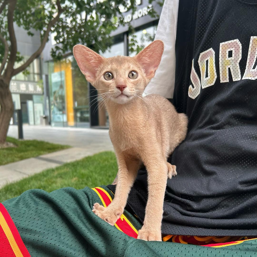 猫千禧阿比西尼亚猫舍