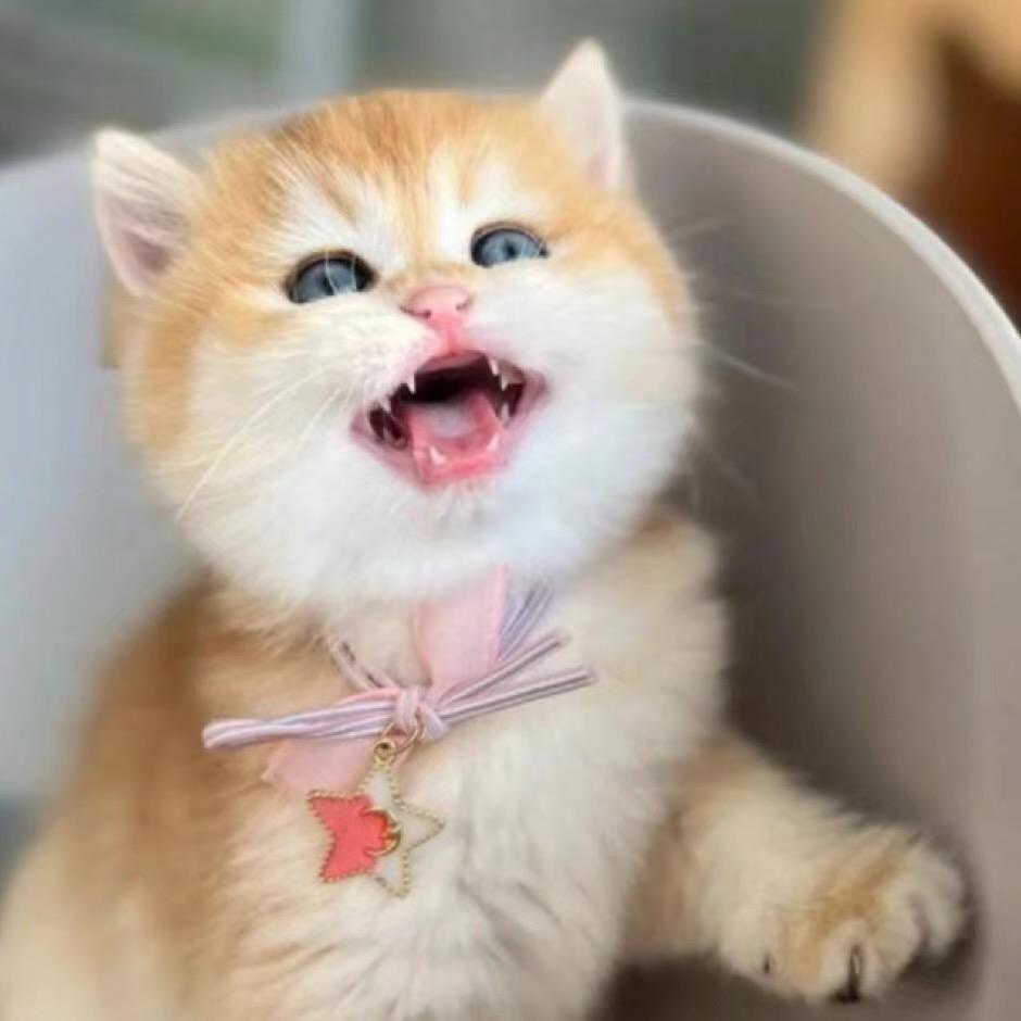 重生猫王