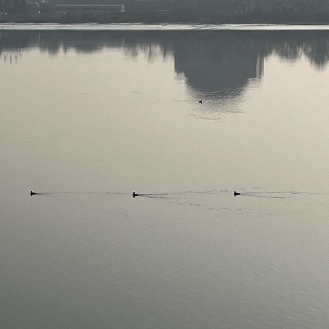 江湖鱼
