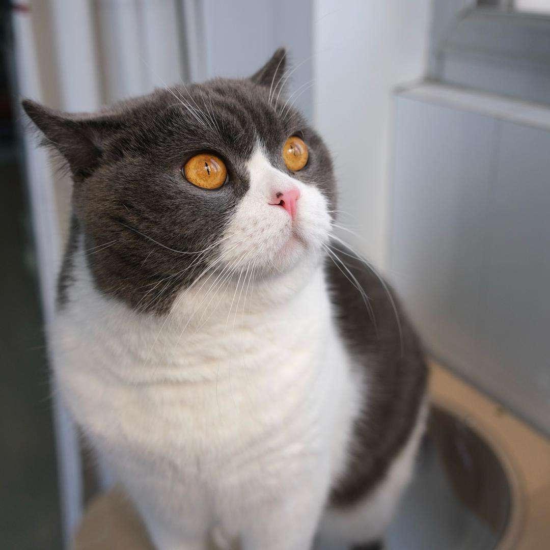 Peng.Cat