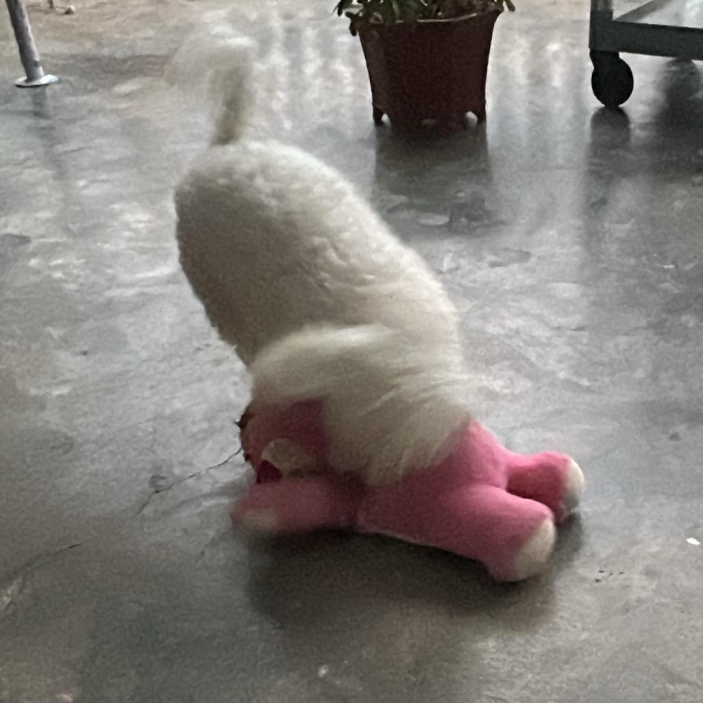 小wa是好狗