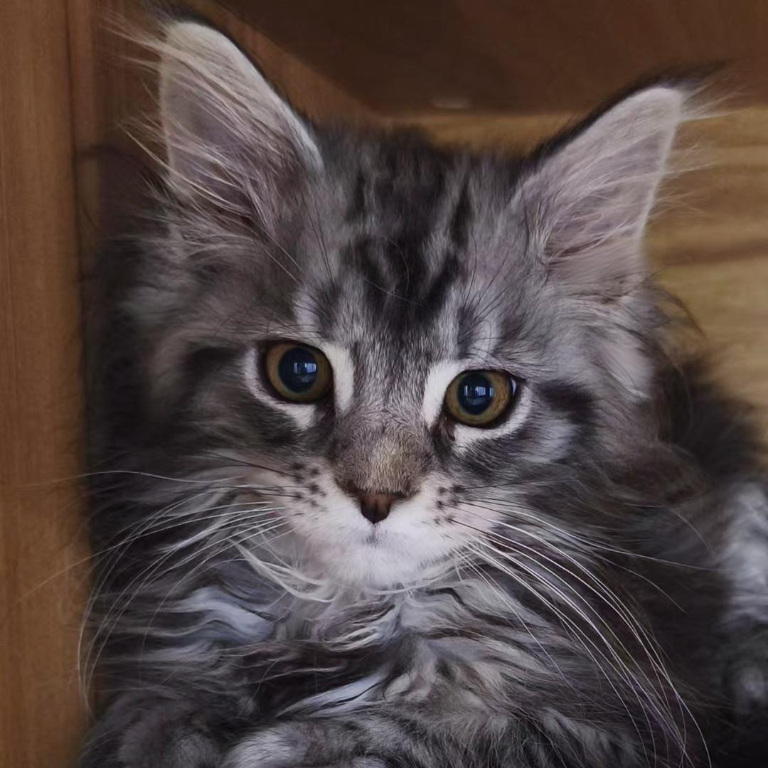 可口可爱•᷄ࡇ•᷅