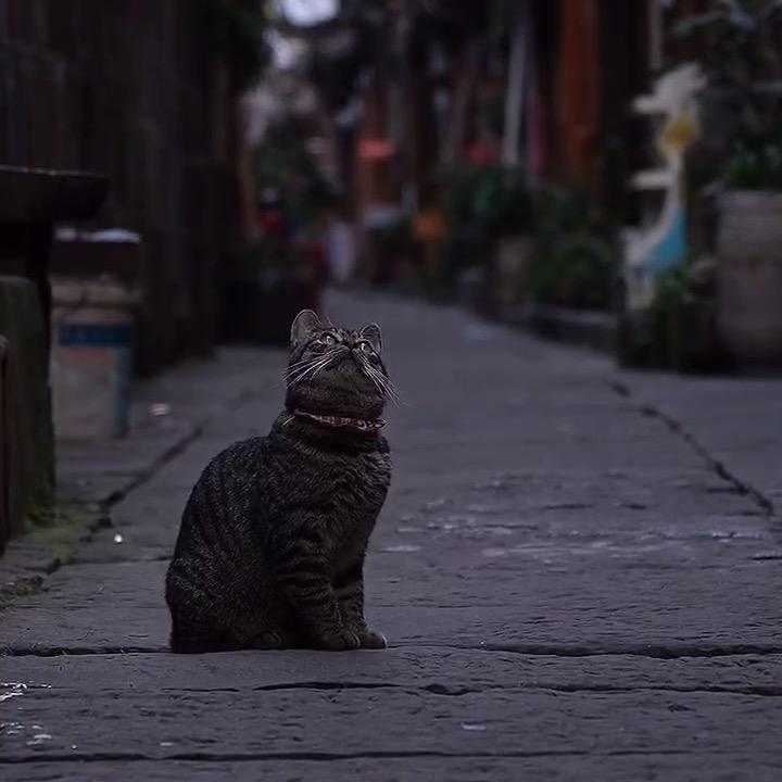 旧巷子里的猫。