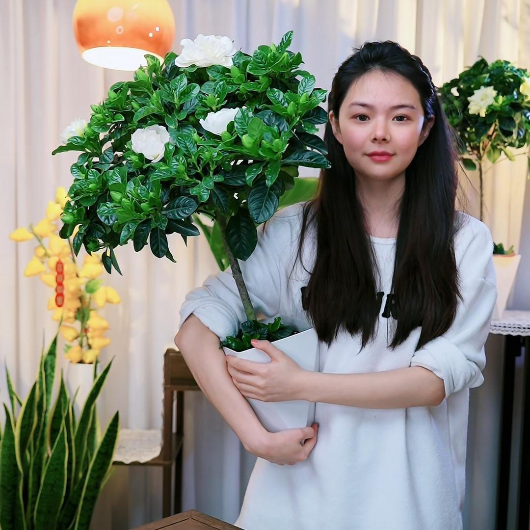 长乐绿植
