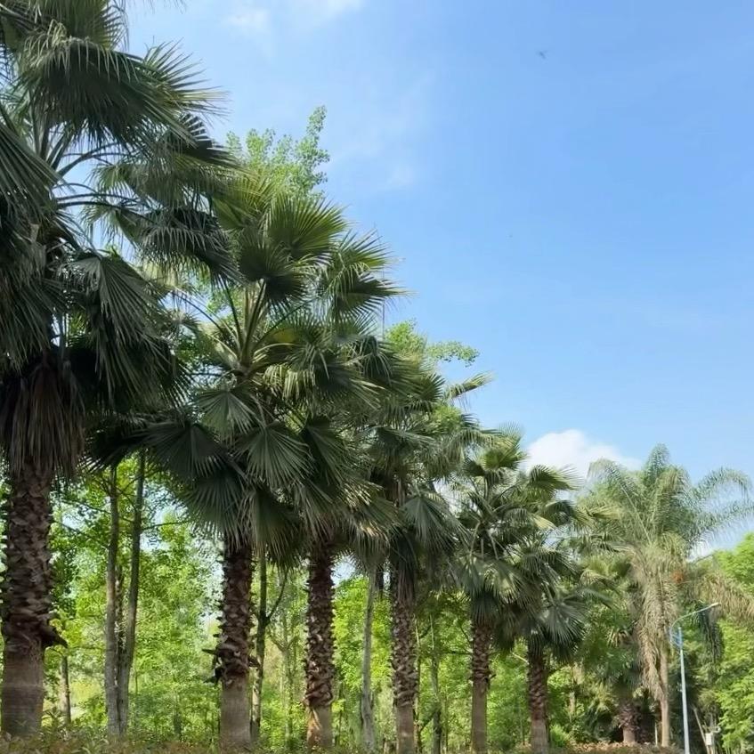 平安 喜乐