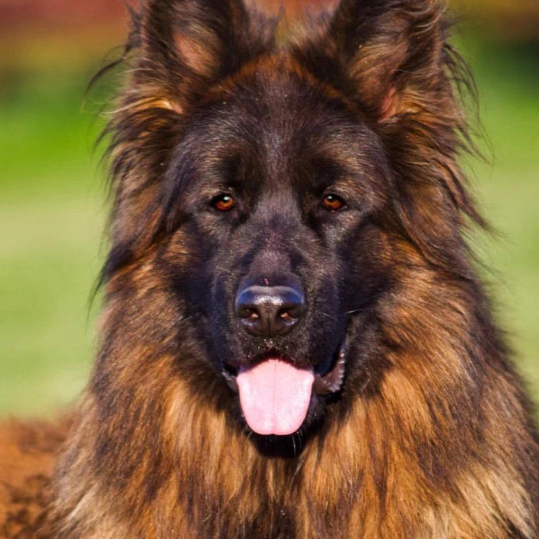 张班长护卫犬繁育训练基地2