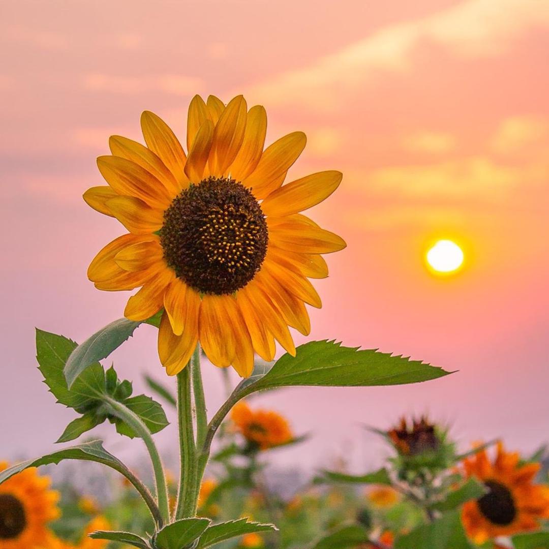 🌻锅巴在路上