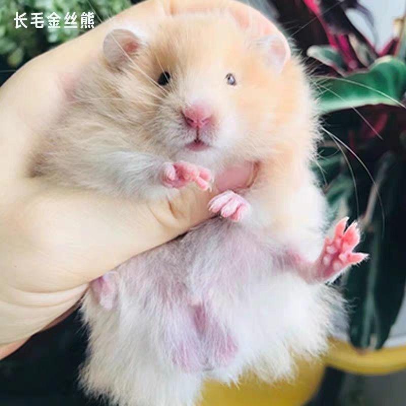 铲屎官（出熊）