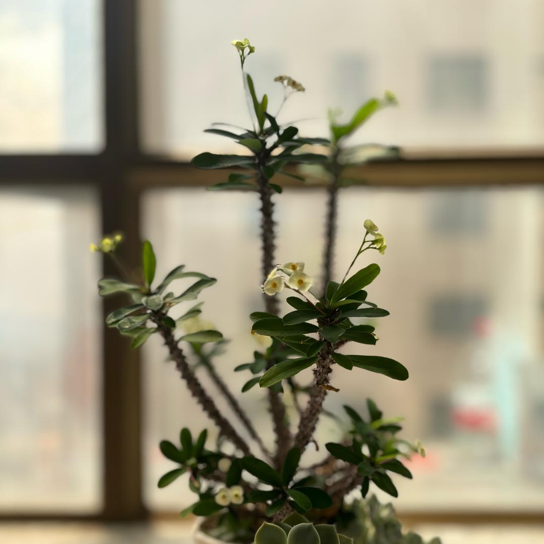 Emerging