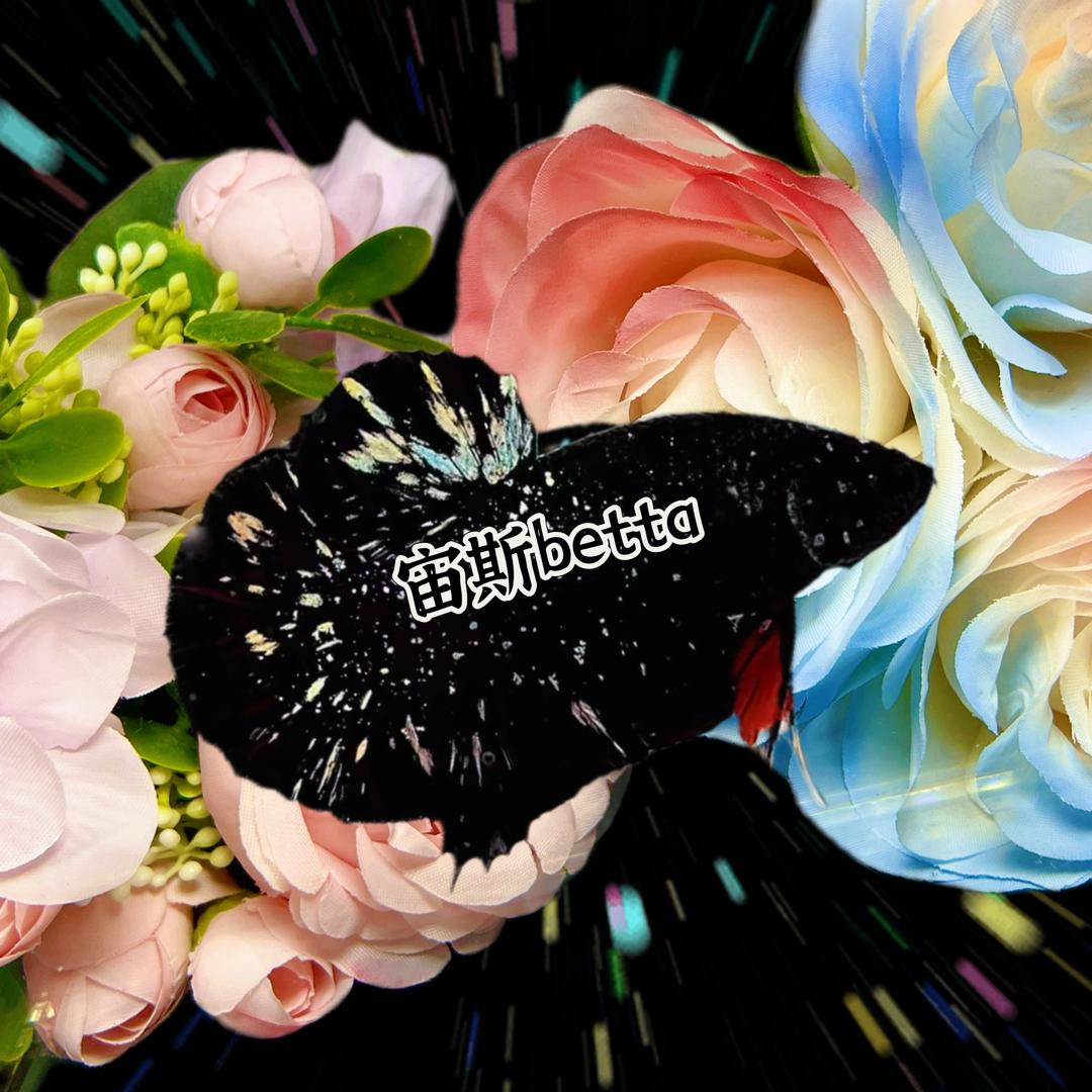 宙斯betta