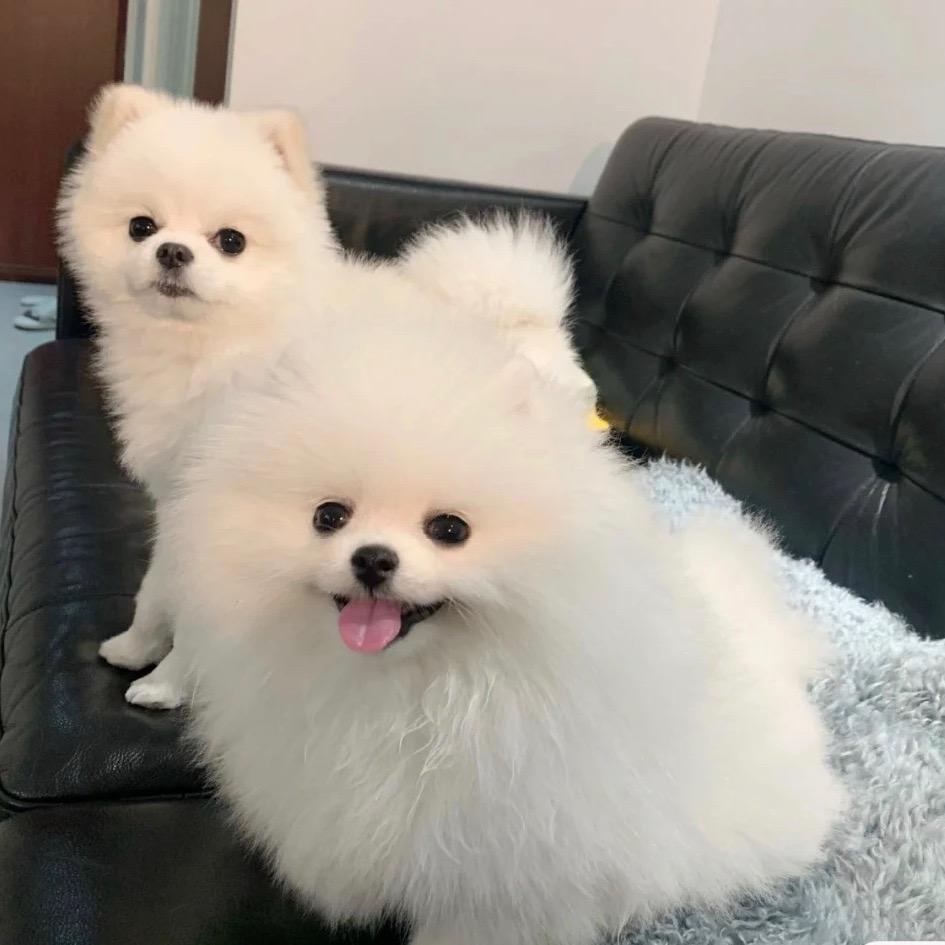 宣城养犬妹