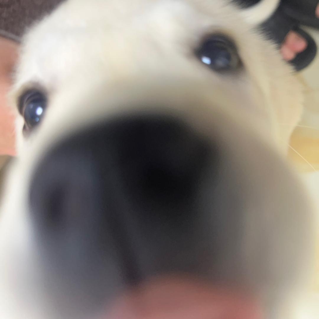 楠