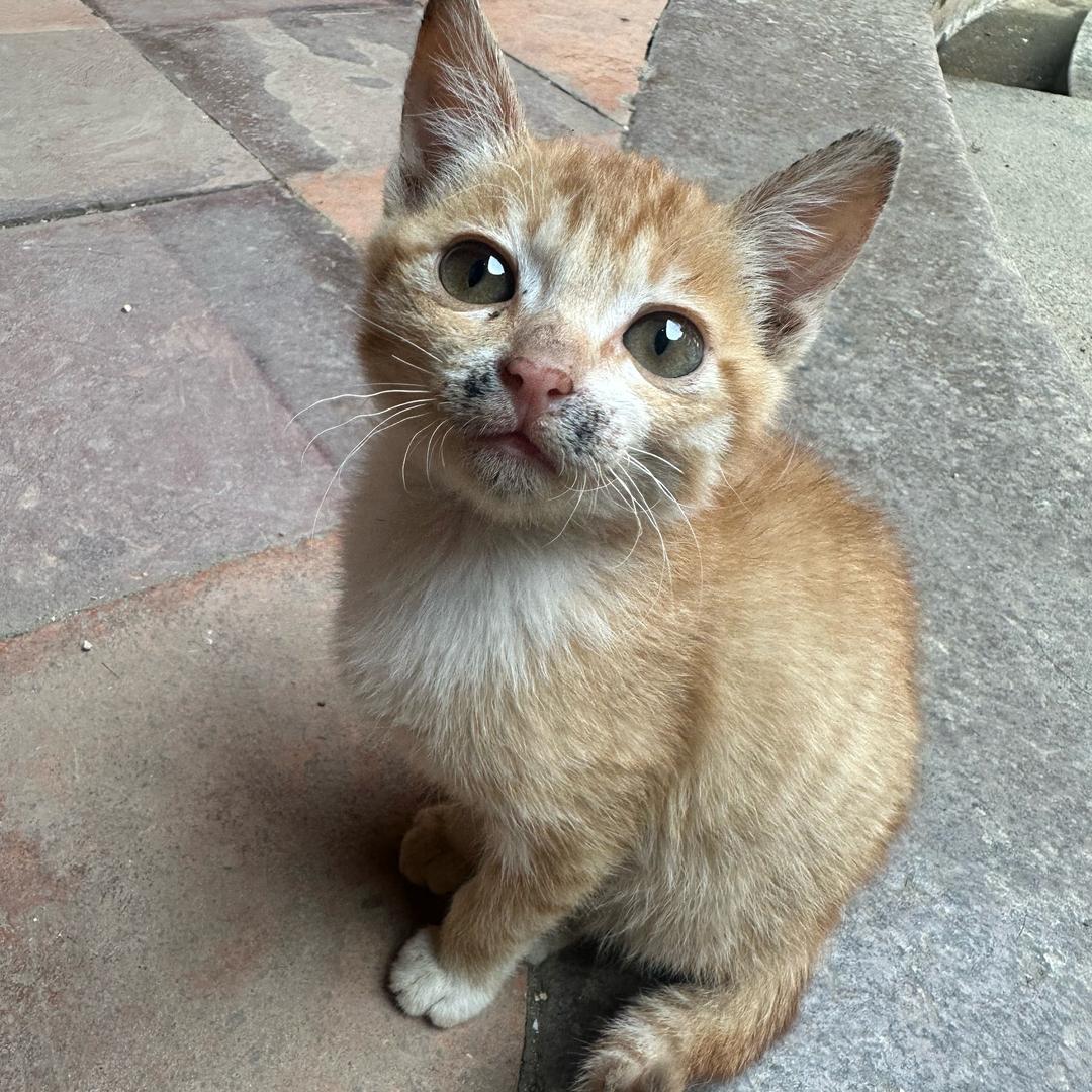 你可以养只猫