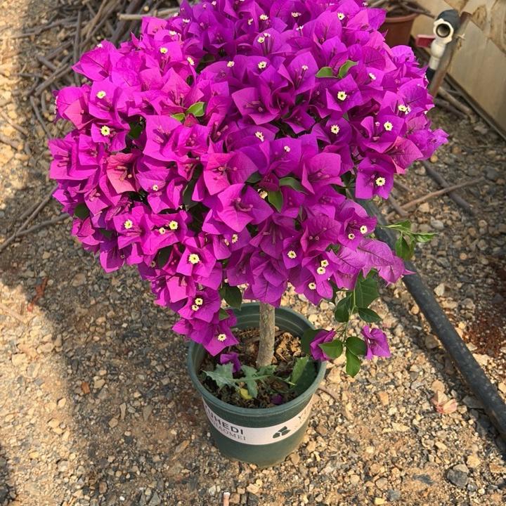 福蓉花卉坊