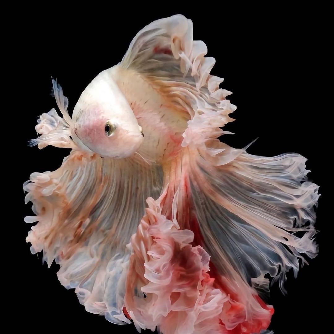 飛鳥和魚_泰斗馆