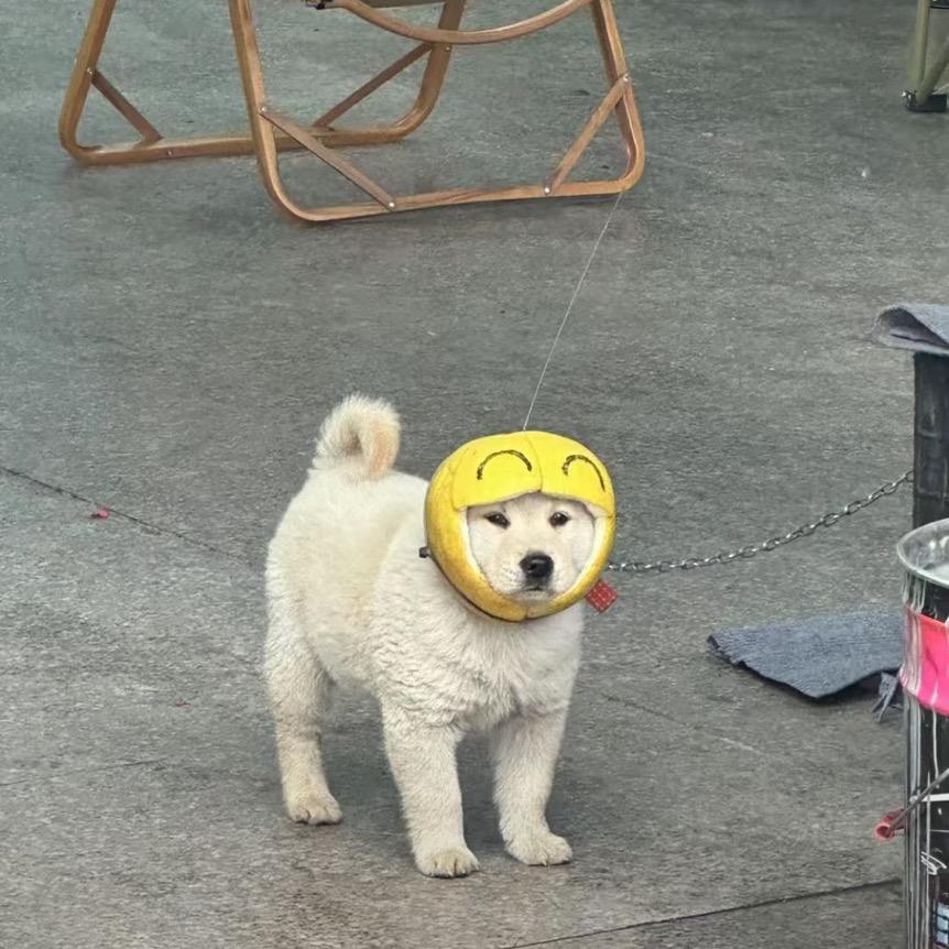 锦鲤