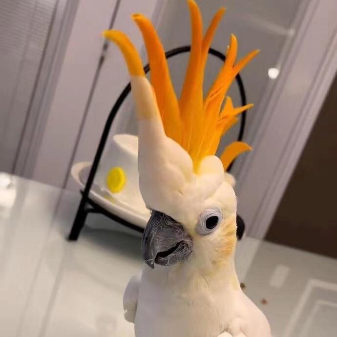 助理🦜