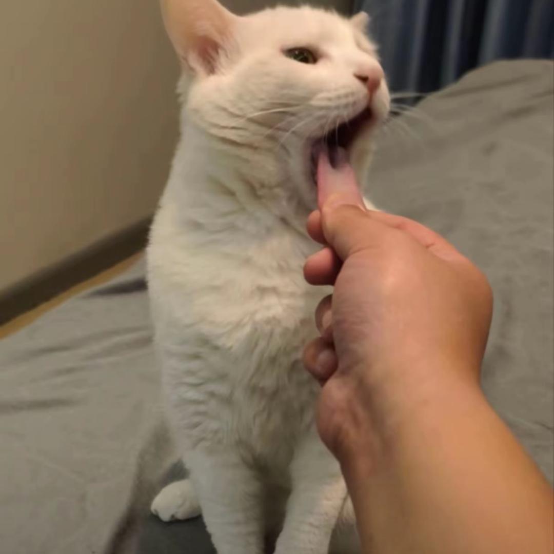 婳