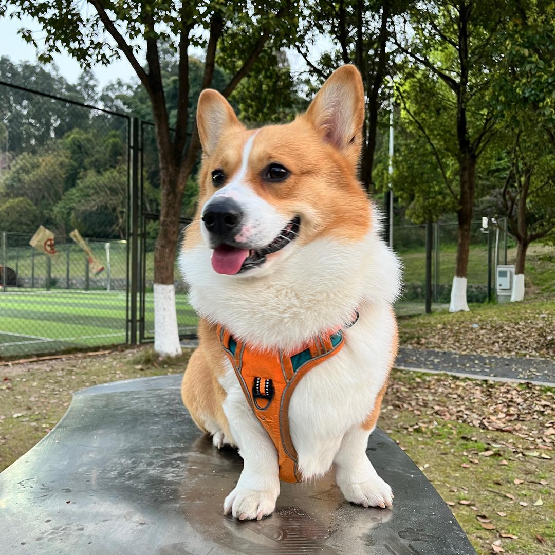 大耳朵果冻🐶6.14