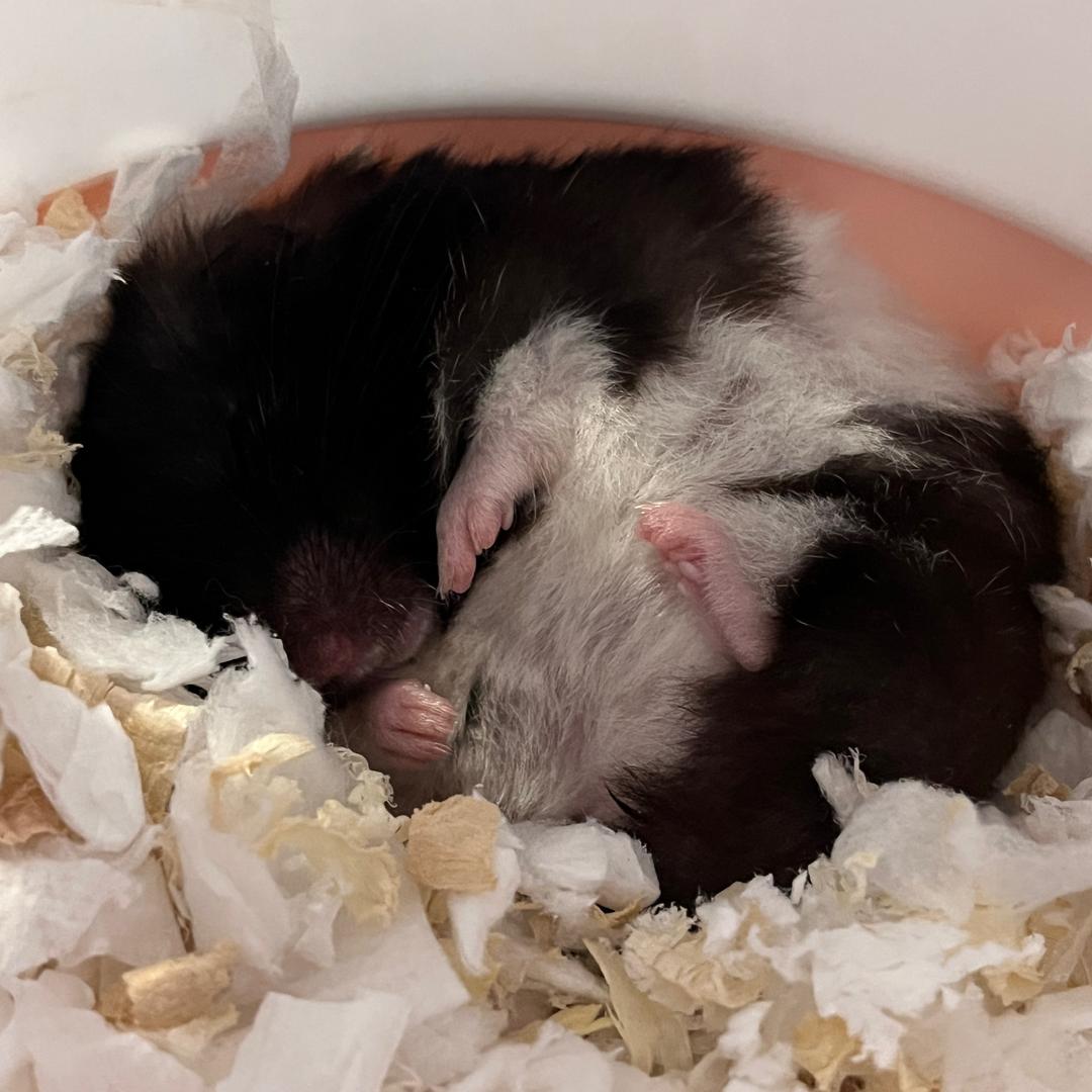 想睡觉💤