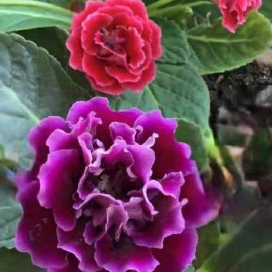 人间正道是苍桑