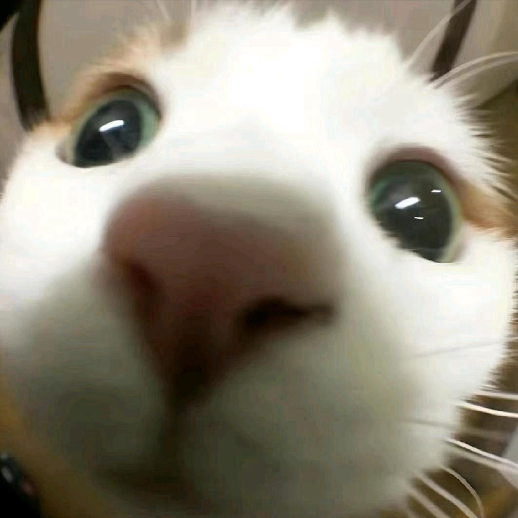油猫饼