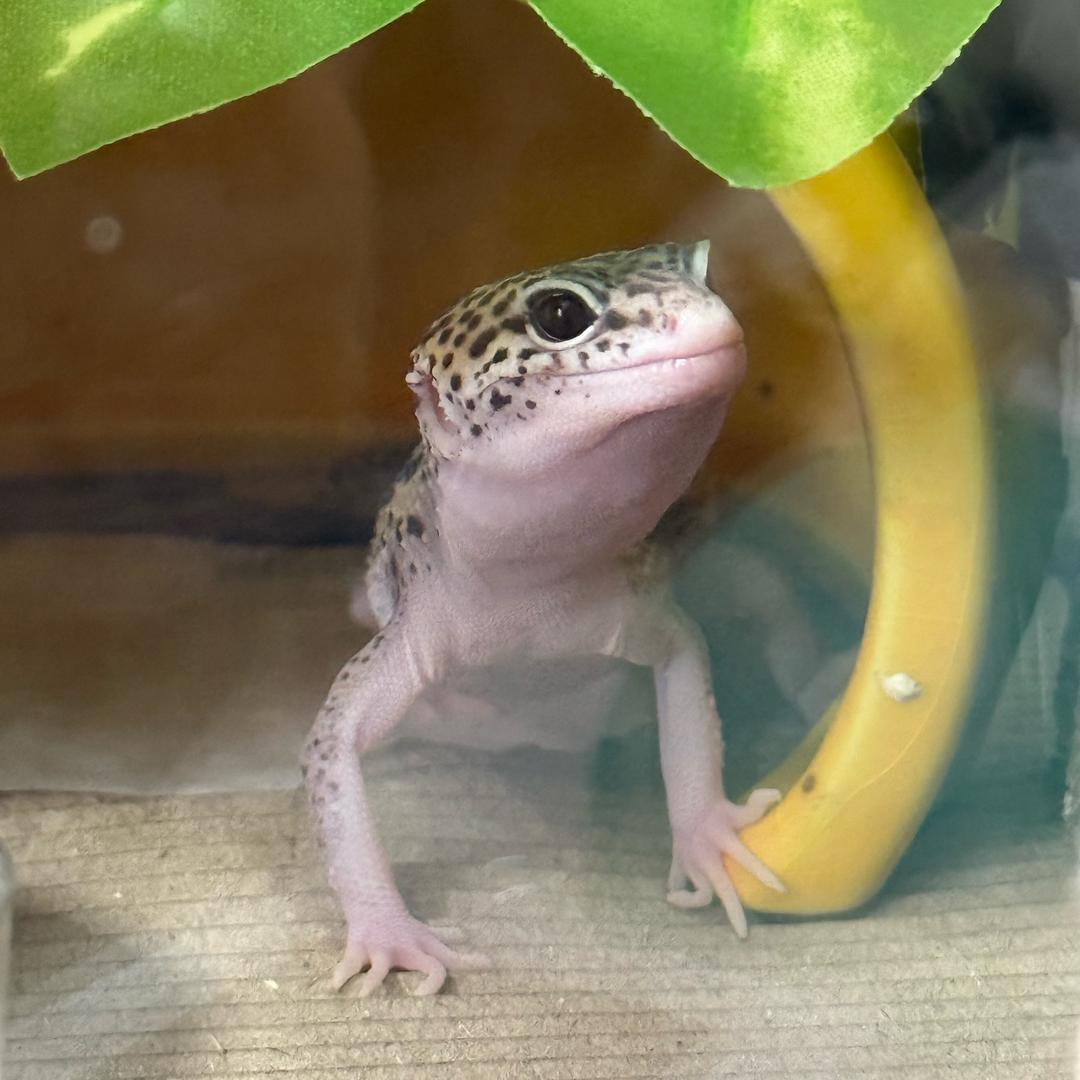 胖胖
