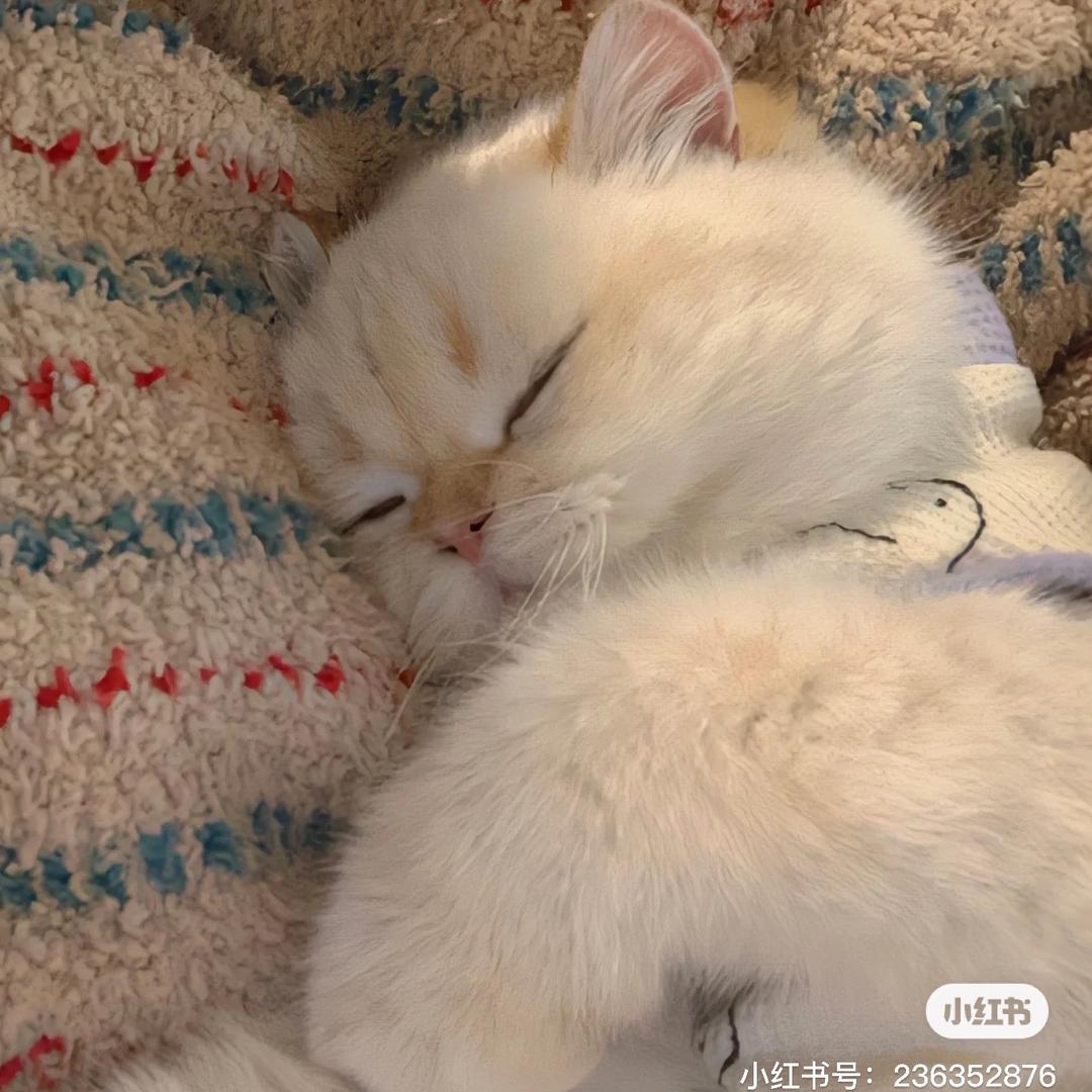月亮山的猫