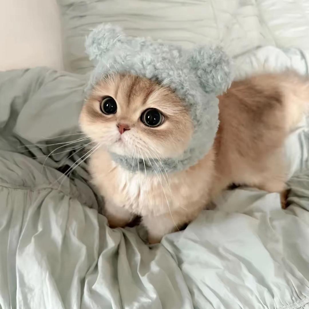 小马宠物猫