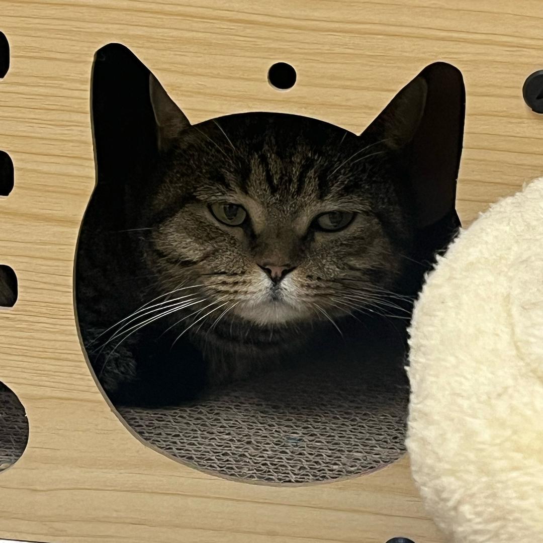 一只小猫喵