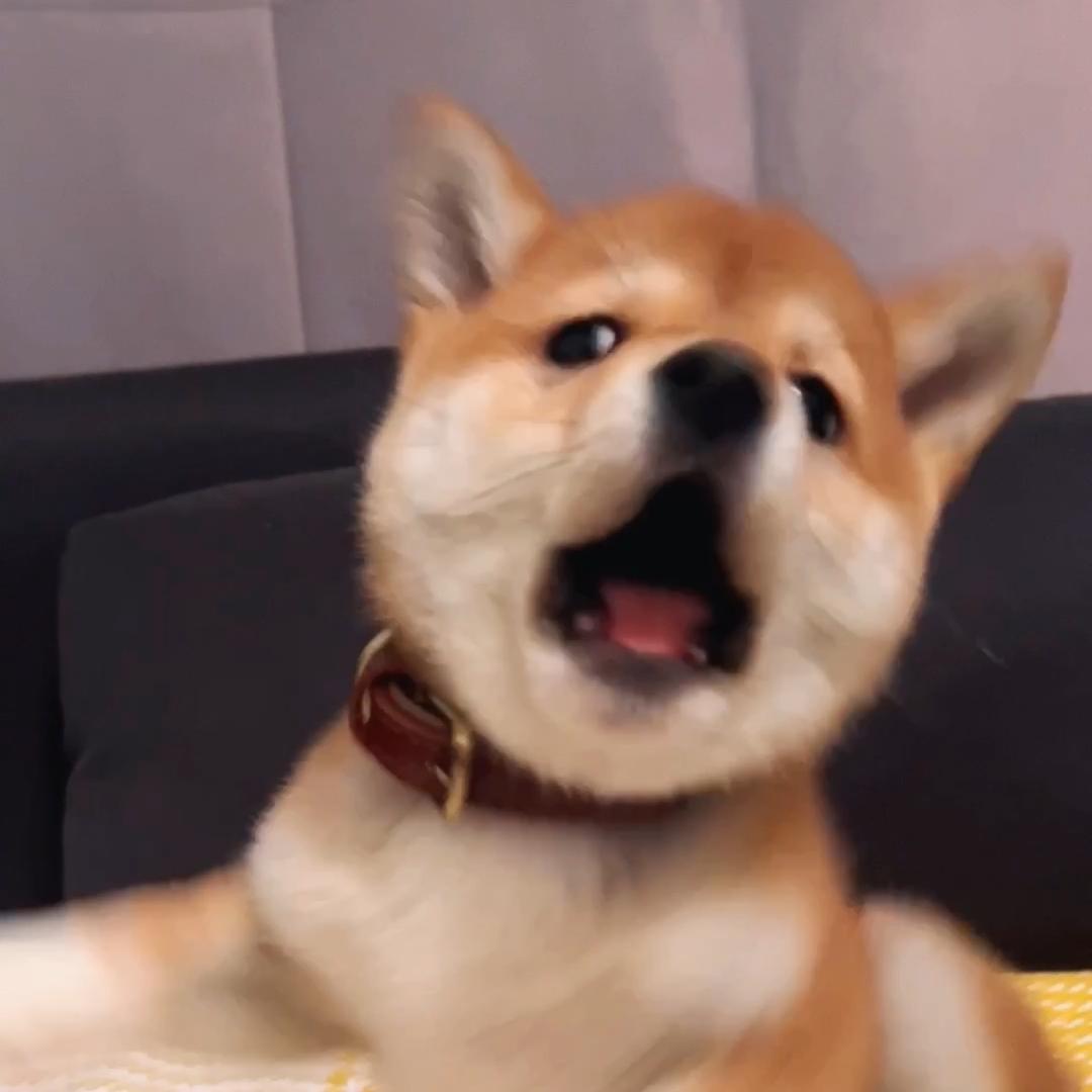 番茄有咩🐕（3岁啦）