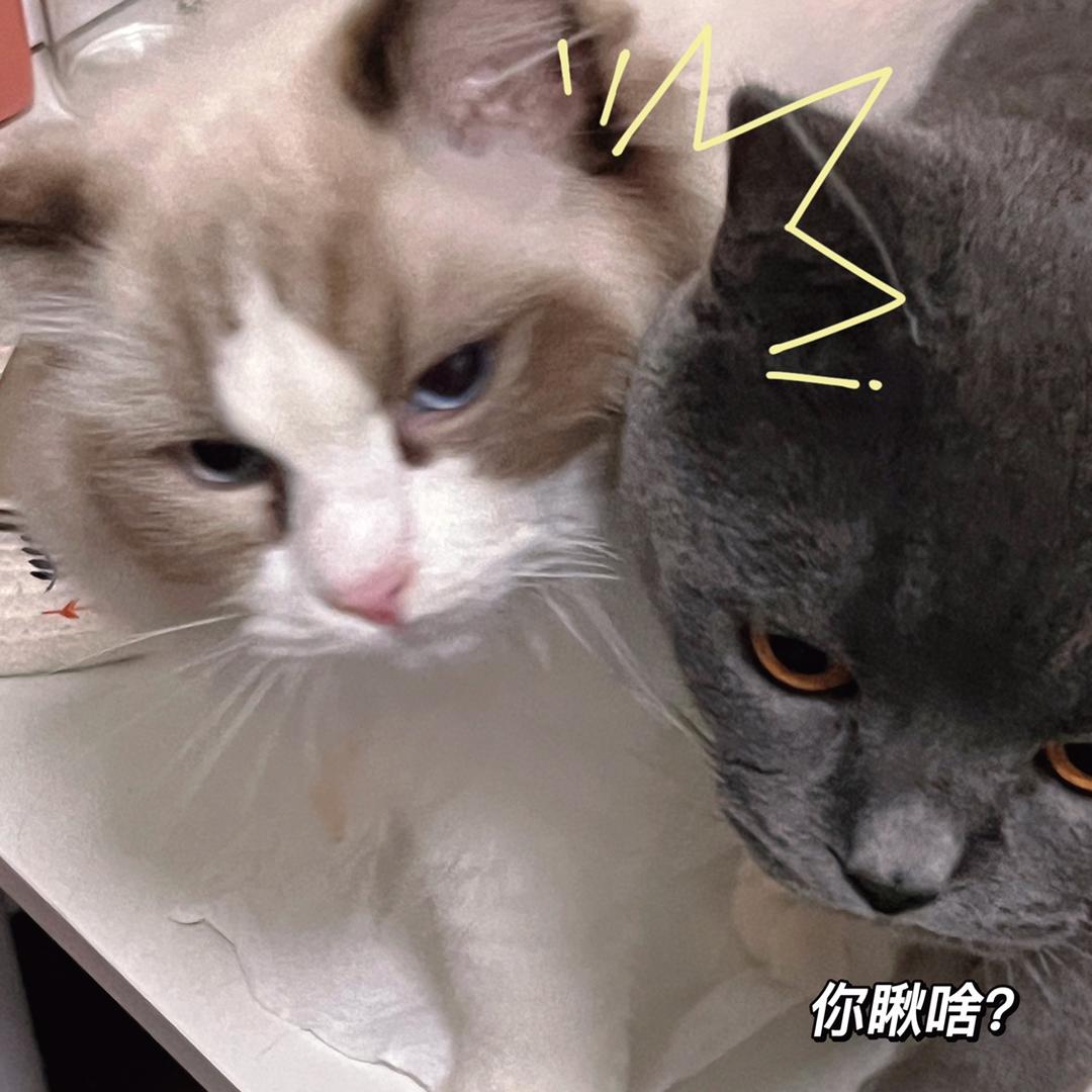 咕噜咕噜酱