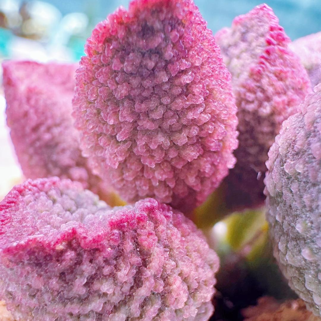 玉米家的水泡种植基地