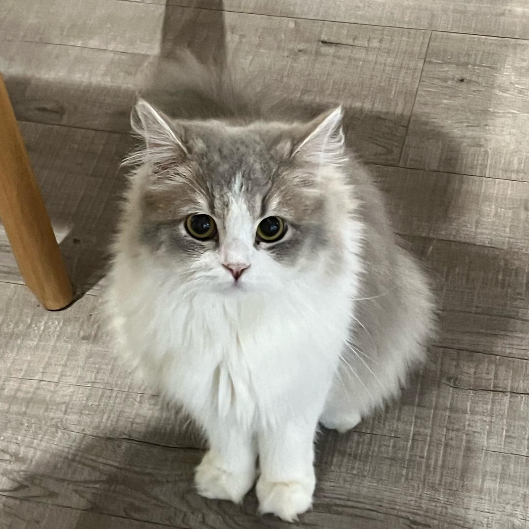 ✨板烧鸡腿堡💚