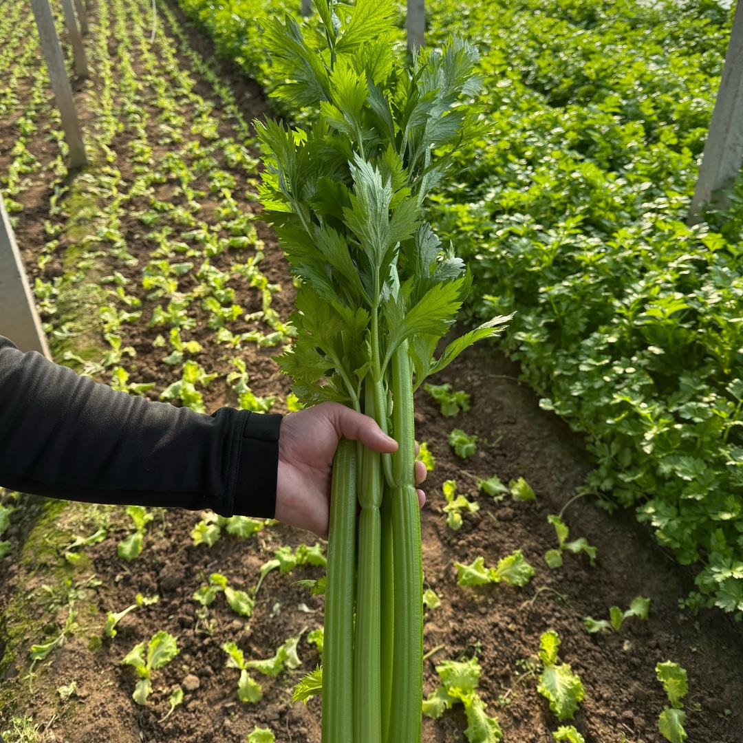 鲁西南蔬菜供应链