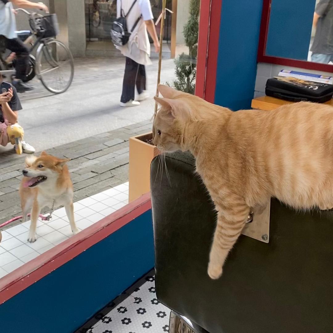 小梦（精神错乱）